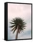 Tall Palm-PhotoINC Studio-Framed Stretched Canvas