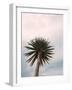 Tall Palm-PhotoINC Studio-Framed Art Print