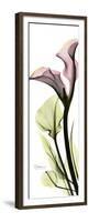 Tall Pink Calla Lily-Albert Koetsier-Framed Premium Giclee Print