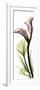 Tall Pink Calla Lily-Albert Koetsier-Framed Art Print