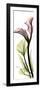 Tall Pink Calla Lily-Albert Koetsier-Framed Art Print