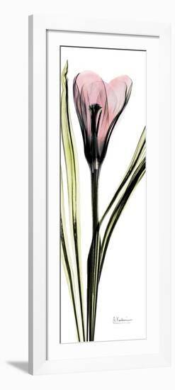 Tall Pink Crocus-Albert Koetsier-Framed Art Print