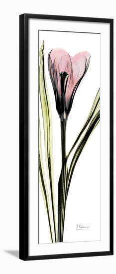 Tall Pink Crocus-Albert Koetsier-Framed Art Print