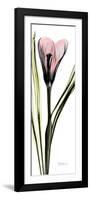 Tall Pink Crocus-Albert Koetsier-Framed Art Print