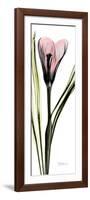 Tall Pink Crocus-Albert Koetsier-Framed Art Print