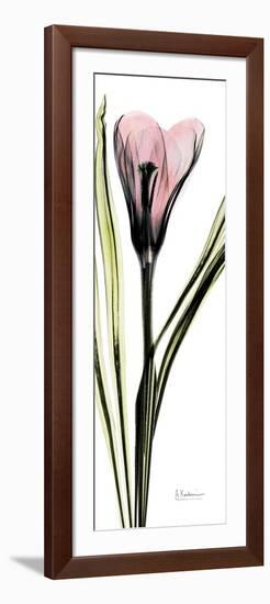 Tall Pink Crocus-Albert Koetsier-Framed Art Print
