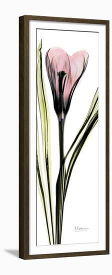 Tall Pink Crocus-Albert Koetsier-Framed Premium Giclee Print