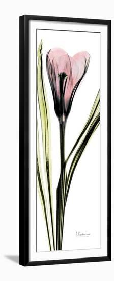 Tall Pink Crocus-Albert Koetsier-Framed Premium Giclee Print