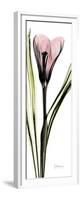 Tall Pink Crocus-Albert Koetsier-Framed Premium Giclee Print