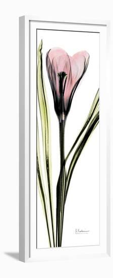 Tall Pink Crocus-Albert Koetsier-Framed Premium Giclee Print