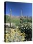 Tall Saguaro Cacti (Cereus Giganteus) in Desert Landscape, Sabino Canyon, Tucson, USA-Ruth Tomlinson-Stretched Canvas