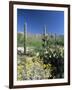 Tall Saguaro Cacti (Cereus Giganteus) in Desert Landscape, Sabino Canyon, Tucson, USA-Ruth Tomlinson-Framed Photographic Print