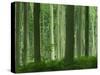 Tall Straight Trunks on Trees in Woodland in the Forest of Lyons, in Eure, Haute Normandie, France-Michael Busselle-Stretched Canvas