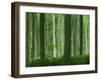 Tall Straight Trunks on Trees in Woodland in the Forest of Lyons, in Eure, Haute Normandie, France-Michael Busselle-Framed Photographic Print