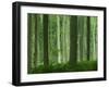 Tall Straight Trunks on Trees in Woodland in the Forest of Lyons, in Eure, Haute Normandie, France-Michael Busselle-Framed Photographic Print