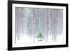 Tall trees in the snowy woods shrouded in the morning mist, Alaniemi, Rovaniemi, Lapland region, Fi-Roberto Moiola-Framed Photographic Print