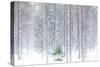 Tall trees in the snowy woods shrouded in the morning mist, Alaniemi, Rovaniemi, Lapland region, Fi-Roberto Moiola-Stretched Canvas