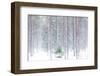 Tall trees in the snowy woods shrouded in the morning mist, Alaniemi, Rovaniemi, Lapland region, Fi-Roberto Moiola-Framed Photographic Print