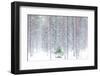 Tall trees in the snowy woods shrouded in the morning mist, Alaniemi, Rovaniemi, Lapland region, Fi-Roberto Moiola-Framed Photographic Print