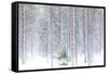 Tall trees in the snowy woods shrouded in the morning mist, Alaniemi, Rovaniemi, Lapland region, Fi-Roberto Moiola-Framed Stretched Canvas