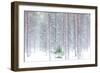 Tall trees in the snowy woods shrouded in the morning mist, Alaniemi, Rovaniemi, Lapland region, Fi-Roberto Moiola-Framed Photographic Print