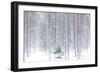 Tall trees in the snowy woods shrouded in the morning mist, Alaniemi, Rovaniemi, Lapland region, Fi-Roberto Moiola-Framed Photographic Print