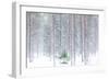 Tall trees in the snowy woods shrouded in the morning mist, Alaniemi, Rovaniemi, Lapland region, Fi-Roberto Moiola-Framed Photographic Print