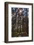 Tall Trees with Sunlight Breaking Through, Virginia Water, Surrey, England, United Kingdom, Europe-Charlie Harding-Framed Photographic Print