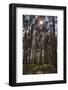 Tall Trees with Sunlight Breaking Through, Virginia Water, Surrey, England, United Kingdom, Europe-Charlie Harding-Framed Photographic Print