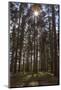 Tall Trees with Sunlight Breaking Through, Virginia Water, Surrey, England, United Kingdom, Europe-Charlie Harding-Mounted Photographic Print