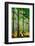 Tall Trees-Ursula Abresch-Framed Photographic Print