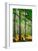 Tall Trees-Ursula Abresch-Framed Photographic Print