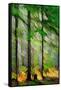 Tall Trees-Ursula Abresch-Framed Stretched Canvas