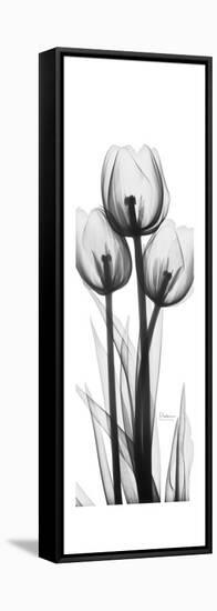 Tall Tulips-Albert Koetsier-Framed Stretched Canvas