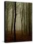 Tall Woods-David Baker-Stretched Canvas