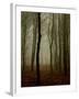 Tall Woods-David Baker-Framed Photographic Print