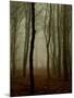 Tall Woods-David Baker-Mounted Photographic Print