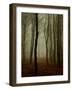 Tall Woods-David Baker-Framed Photographic Print