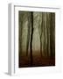Tall Woods-David Baker-Framed Photographic Print