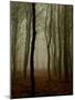 Tall Woods-David Baker-Mounted Photographic Print