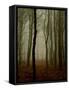 Tall Woods-David Baker-Framed Stretched Canvas
