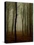 Tall Woods-David Baker-Stretched Canvas