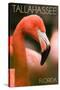 Tallahassee, Florida - Flamingo Up Close-Lantern Press-Stretched Canvas