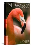 Tallahassee, Florida - Flamingo Up Close-Lantern Press-Stretched Canvas