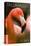 Tallahassee, Florida - Flamingo Up Close-Lantern Press-Stretched Canvas