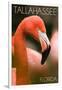 Tallahassee, Florida - Flamingo Up Close-Lantern Press-Framed Art Print