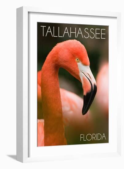 Tallahassee, Florida - Flamingo Up Close-Lantern Press-Framed Art Print