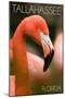 Tallahassee, Florida - Flamingo Up Close-Lantern Press-Mounted Art Print