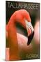 Tallahassee, Florida - Flamingo Up Close-Lantern Press-Mounted Art Print