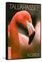 Tallahassee, Florida - Flamingo Up Close-Lantern Press-Framed Stretched Canvas